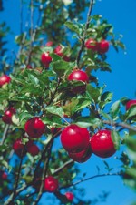 Vše o jablku: pěstování, sklizeň, uskladnění, moštování, sušení...